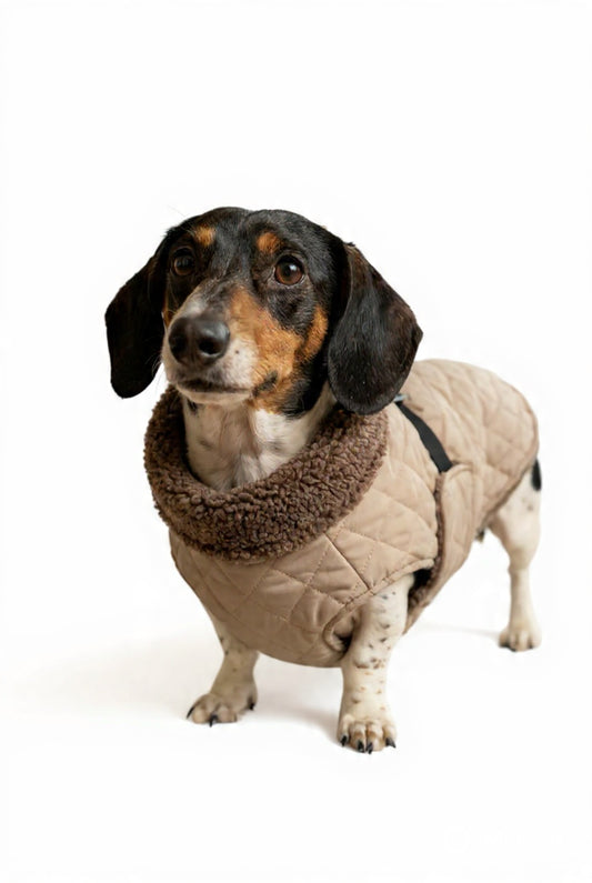 The Snuggy - Water shower proof Dachshund jacket