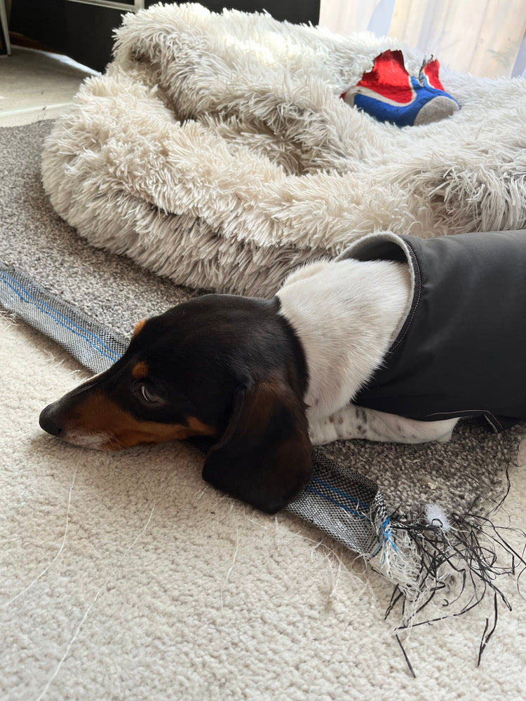 Dog Coats & Jackets, Dachshunds, small dogs, Water resistant and warm. Dachys Jackies