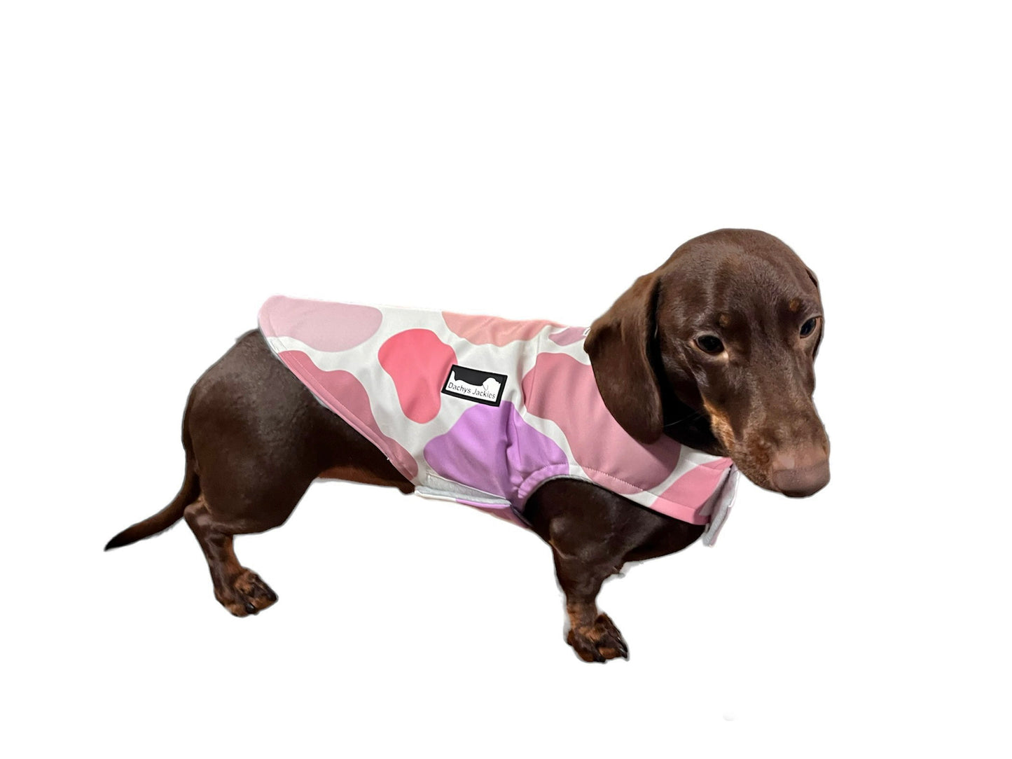 Dachys Jackies - Strawberry & Cream