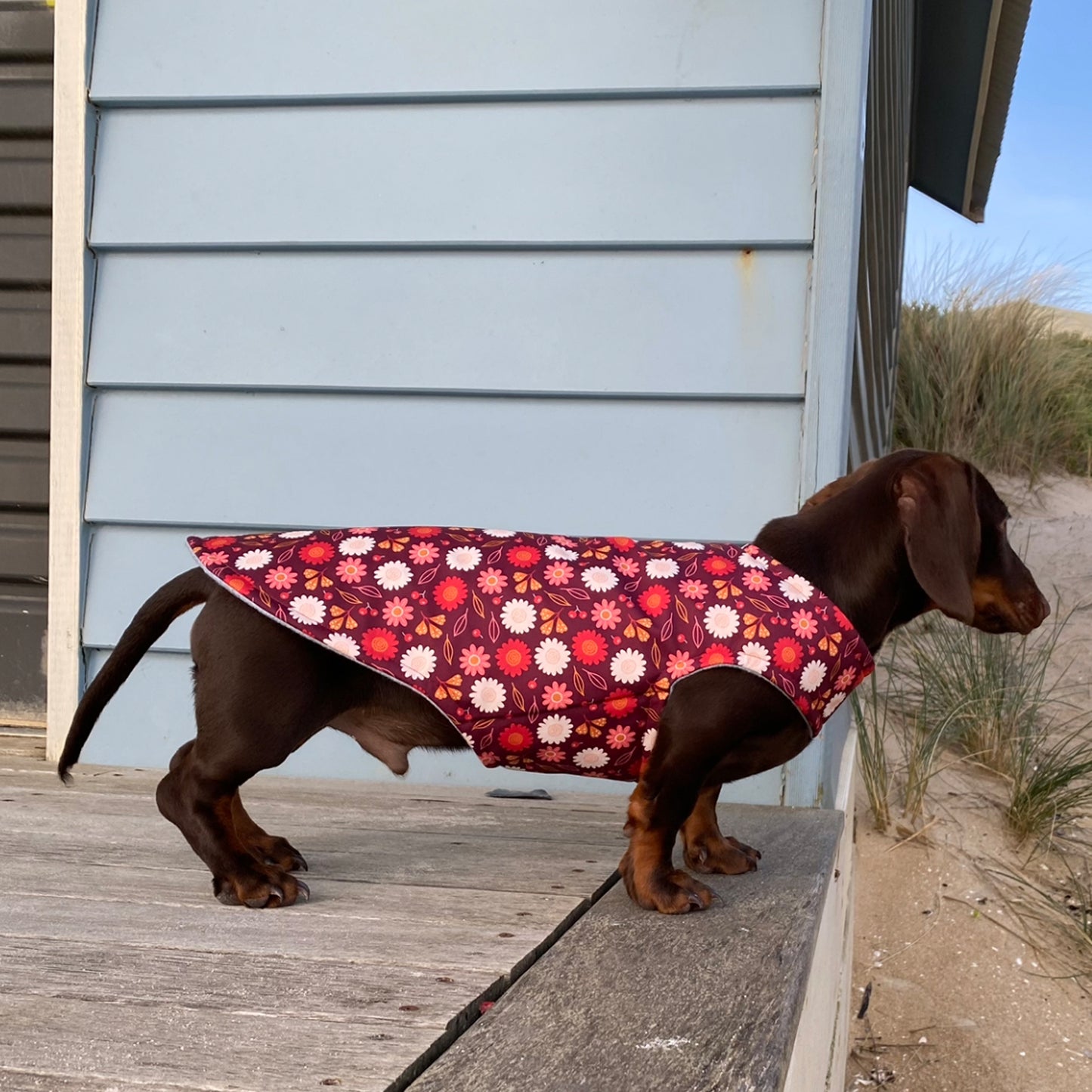 Dachys Jackies - Water resistant Dog jacket - Cherry Blossom